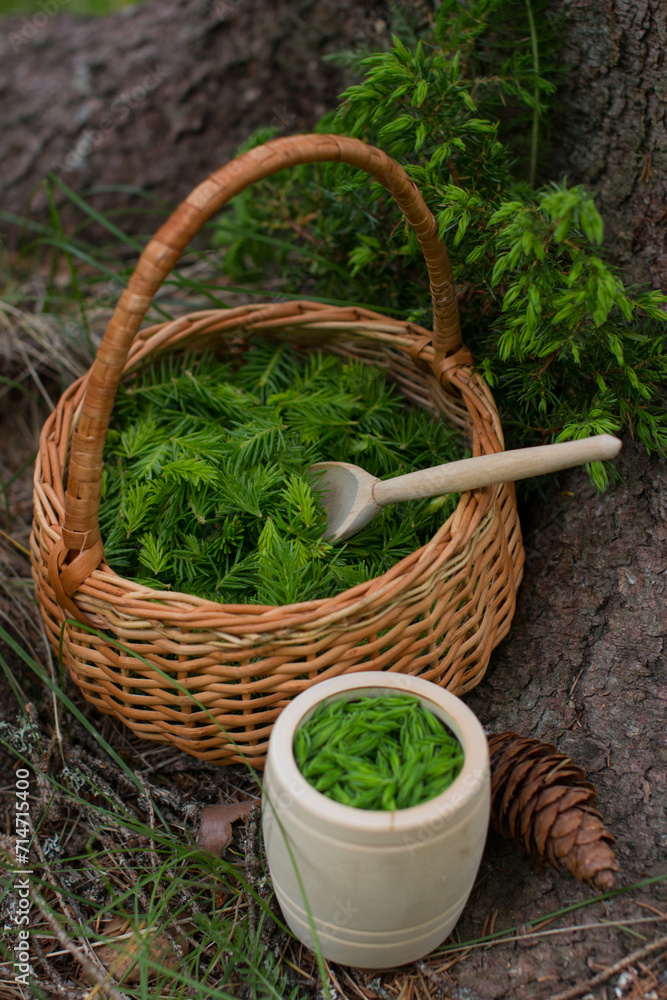 the young shoots were eaten collected in a wicker basket. Preparation of medicinal decoctions the young shoots were eaten collected in a wicker basket. Preparation of medicinal decoctions