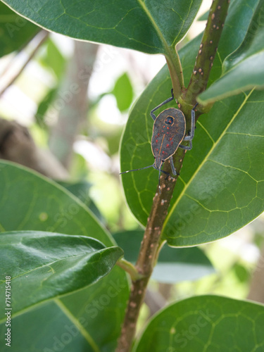 キマダラカメムシの幼虫