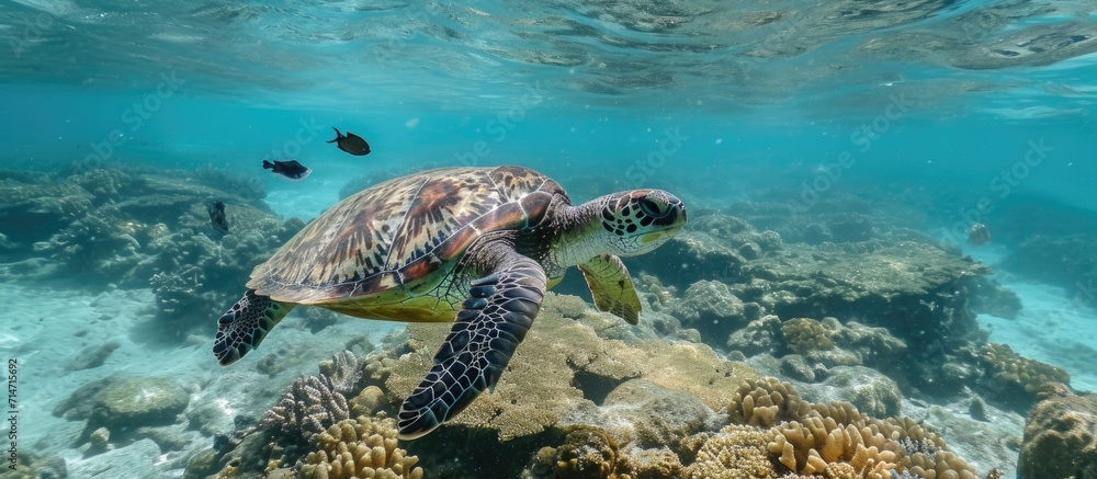 Fototapeta premium Green sea turtle spotted swimming, while another seen near the reef.