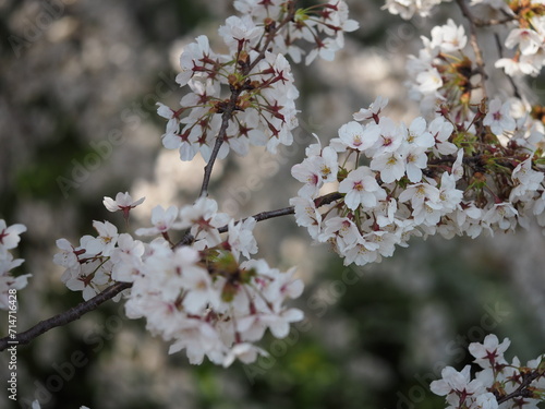 日本の春　桜　ソメイヨシノ photo