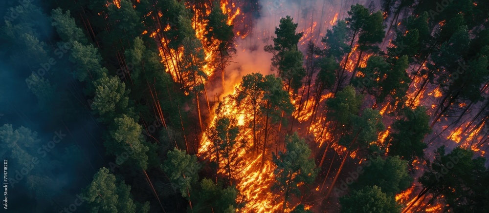 Drone captures fire in pine forest from above. Drone captures fire in pine forest from above.