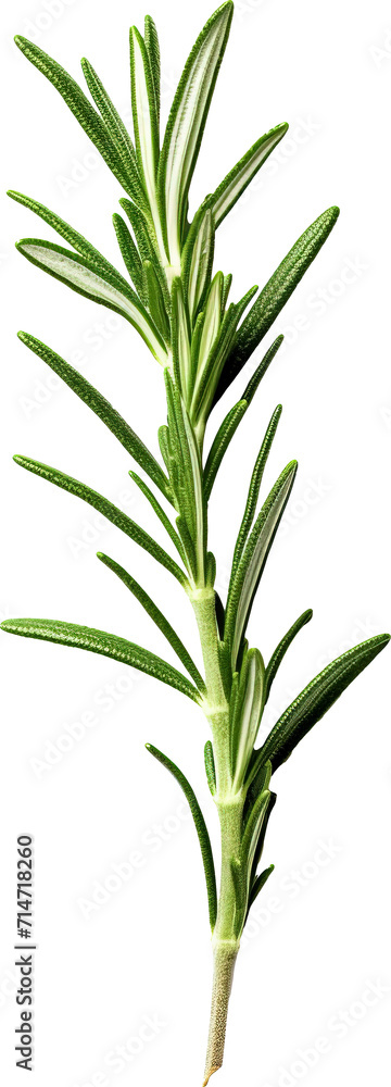 Rosemary leaves isolated on transparent background. PNG Rosemary leaves isolated on transparent background. PNG