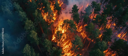 Drone captures fire in pine forest from above.