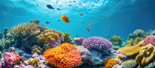 Shallow coral reef with vibrant marine life, seen underwater. photo