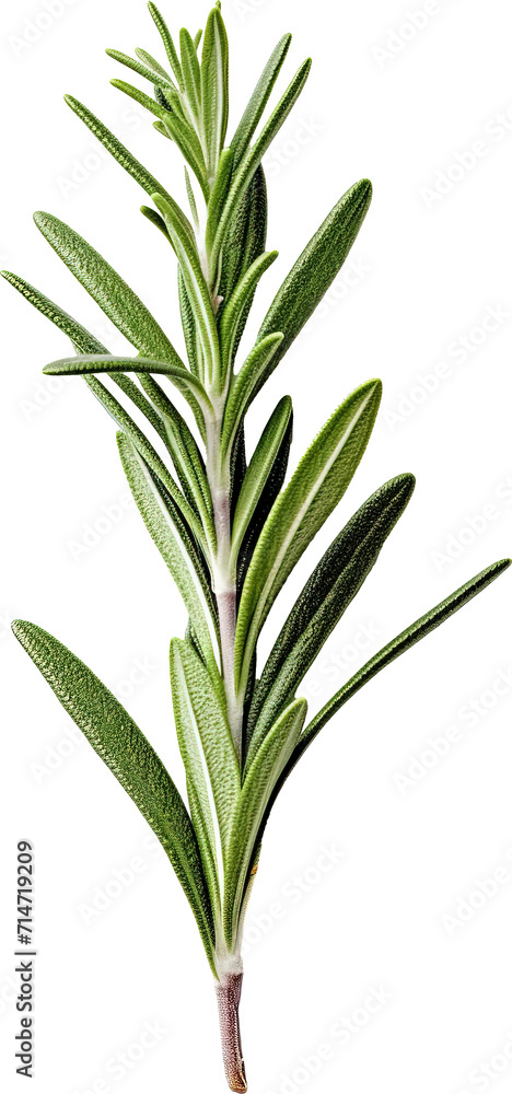 Fototapeta premium Rosemary leaves isolated on transparent background. PNG