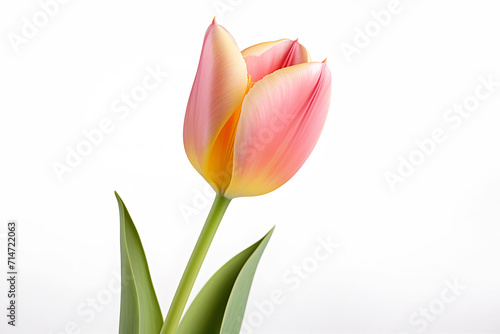 Flower head of single pink and orange tulip on white background