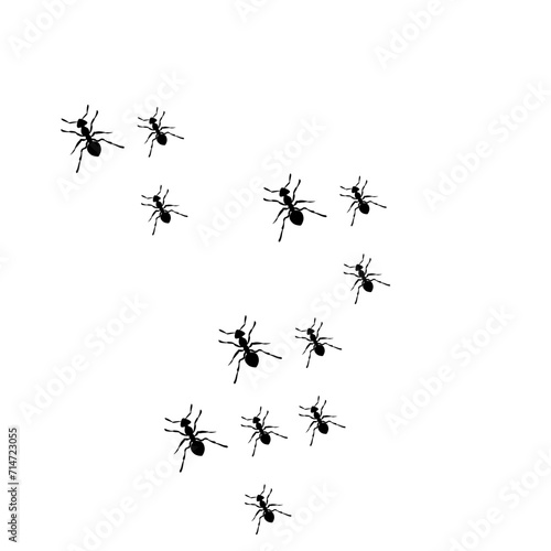 Ant Colony Illustration