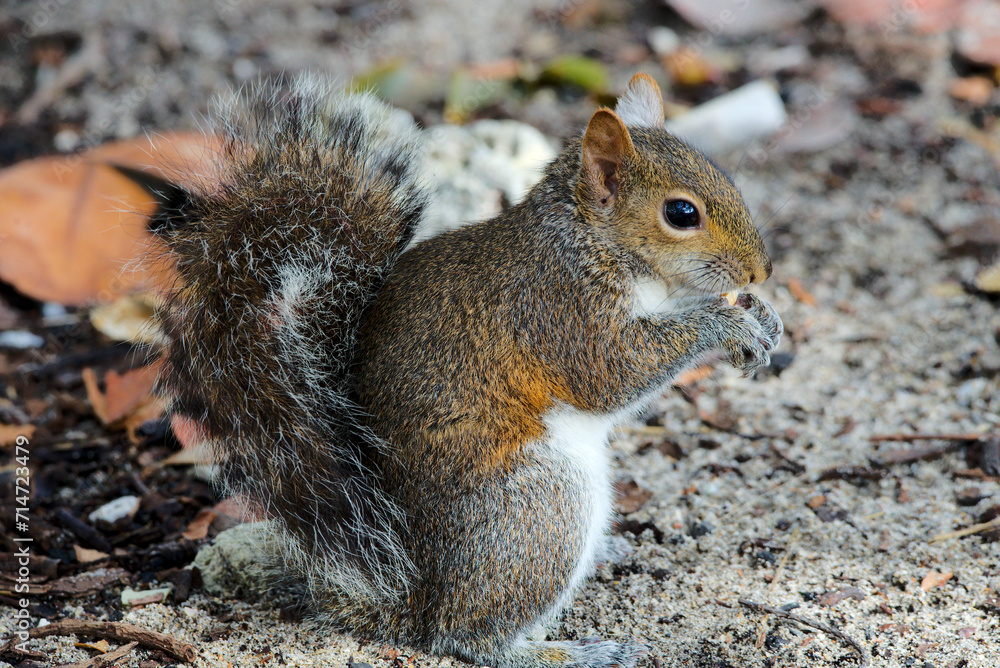 Obraz premium Eichhörnchen in Florida