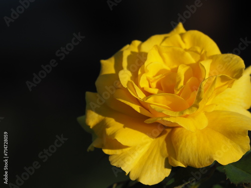 黄色いバラ フリージア