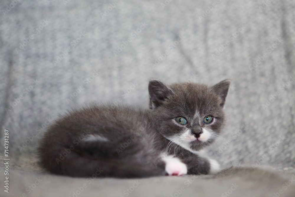 Cute little British shorthair kitten
