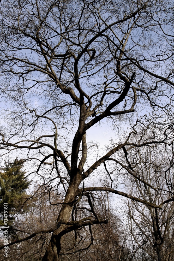 leaflesss deciduous trees in winter or early spring leaflesss deciduous trees in winter or early spring