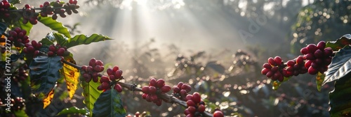 Fresh coffee berries from plantation farm at sunrise in a foggy morning. photo