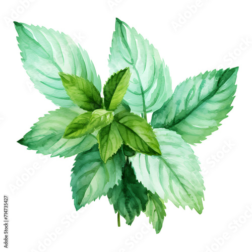Watercolor of mint leaves, illustration, herb, png file, isolate background.