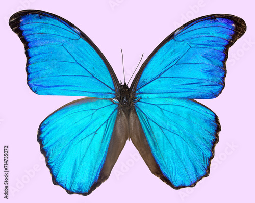 Morpho godartii butterfly isolated on pink background © vvvita