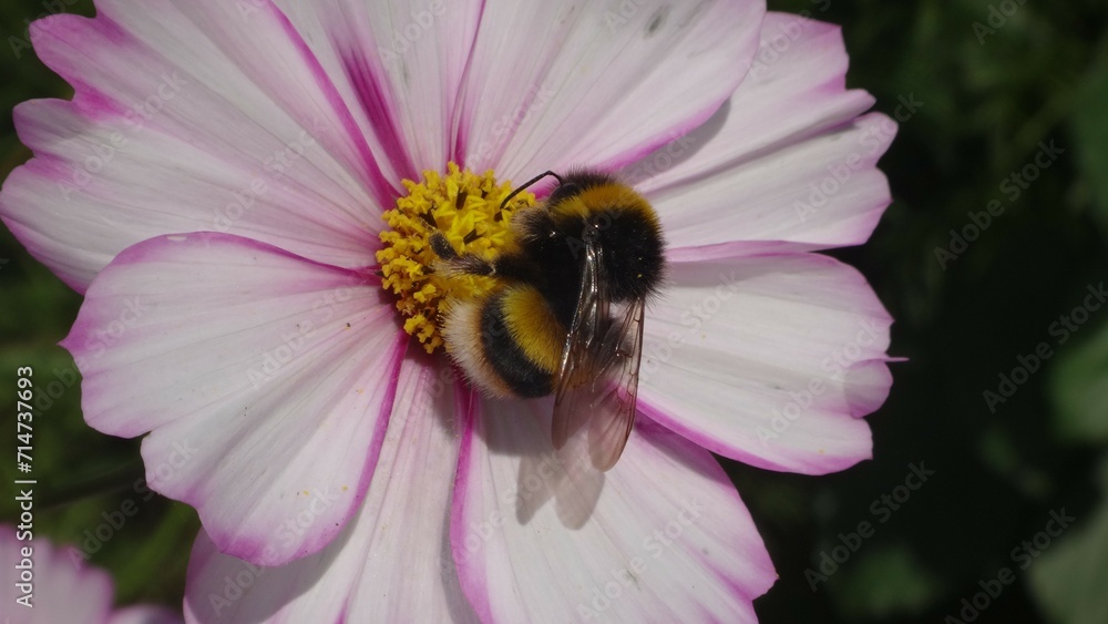 Buff-tailed bumble bee (Bombus terrestris) feeding on a pink and white cosmos flower Buff-tailed bumble bee (Bombus terrestris) feeding on a pink and white cosmos flower