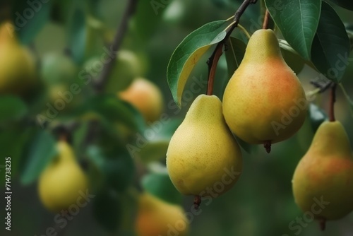 Yellow ripe pears on branch. Nature healthy plant ripe nutrition. Generate Ai