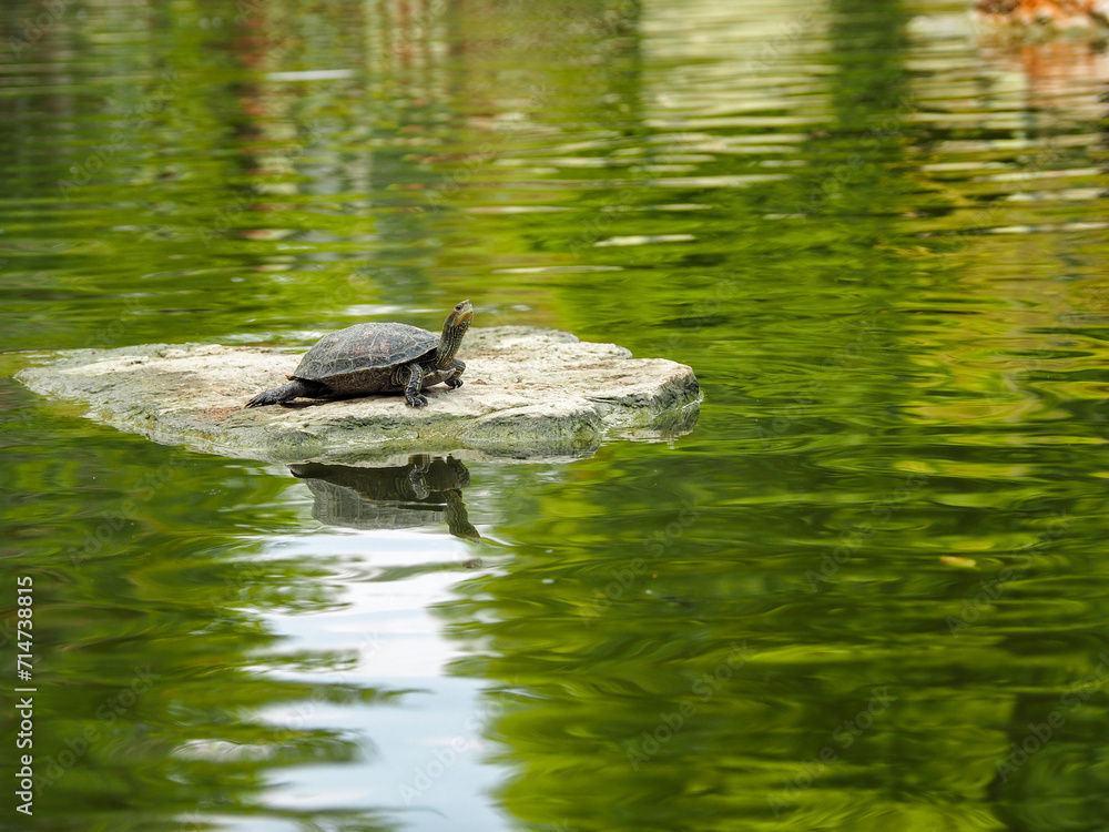 turtle on the water turtle on the water