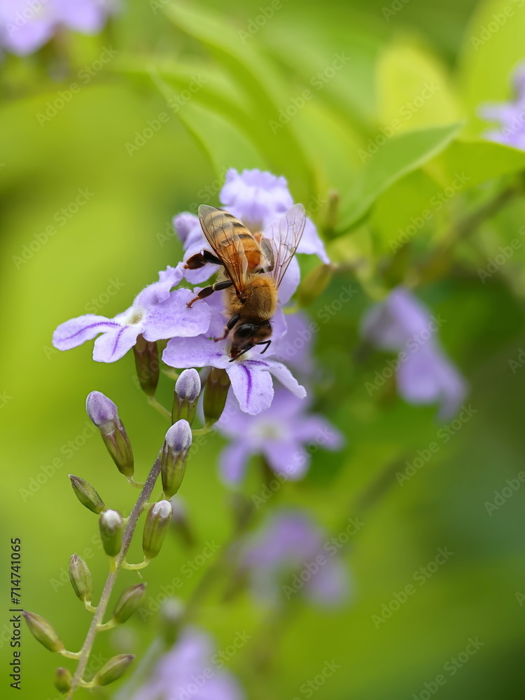 Bee Collecting Nectar from Golden Dewdrop Bee Collecting Nectar from Golden Dewdrop