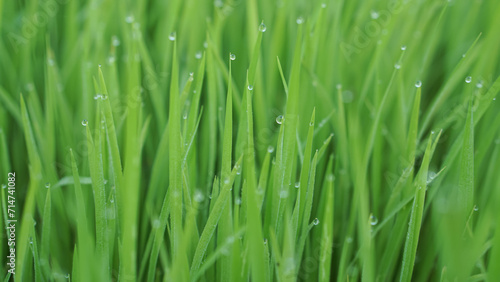 Closeup Shot of Morning Dew on Rice Sapling Leaves