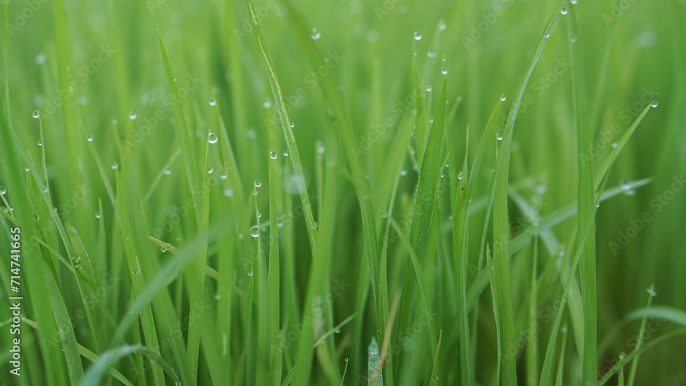 Closeup Shot of Morning Dew on Rice Sapling Leaves