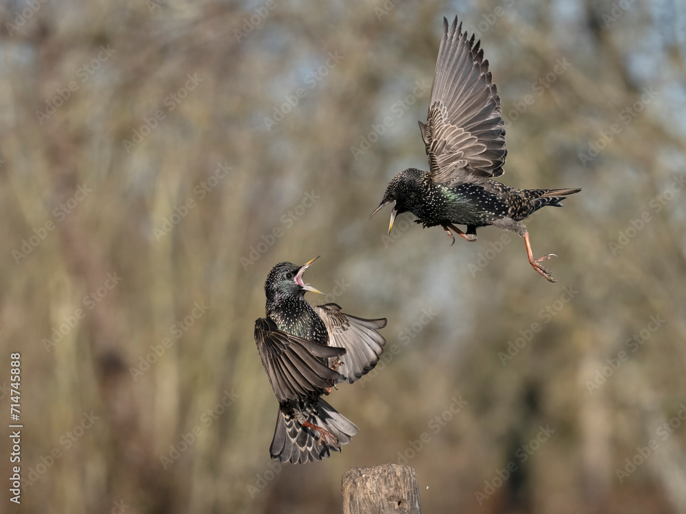 Fototapeta premium Common starling, Sturnus vulgaris
