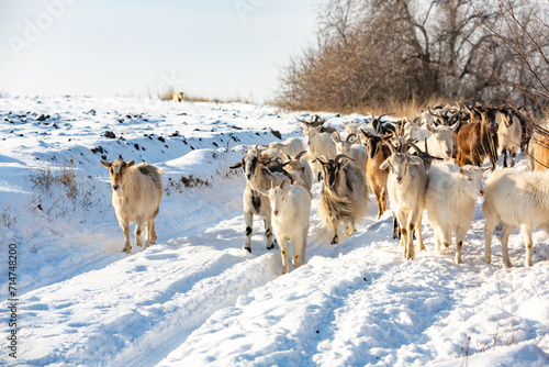Herd of goats in the snow. Goat herd in winter.