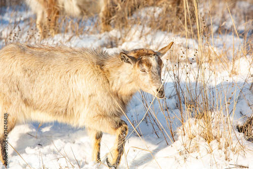 Herd of goats in the snow. Goat herd in winter.