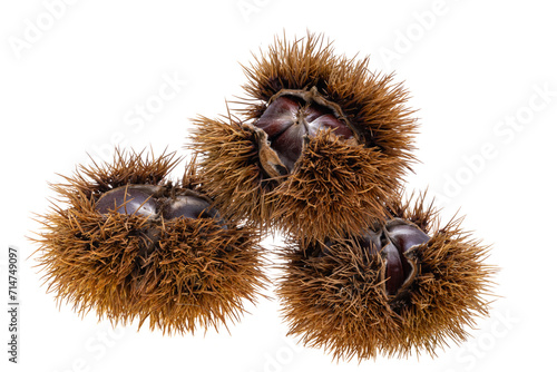 chestnut isolated