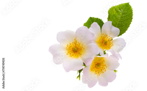 rose hip flower isolated