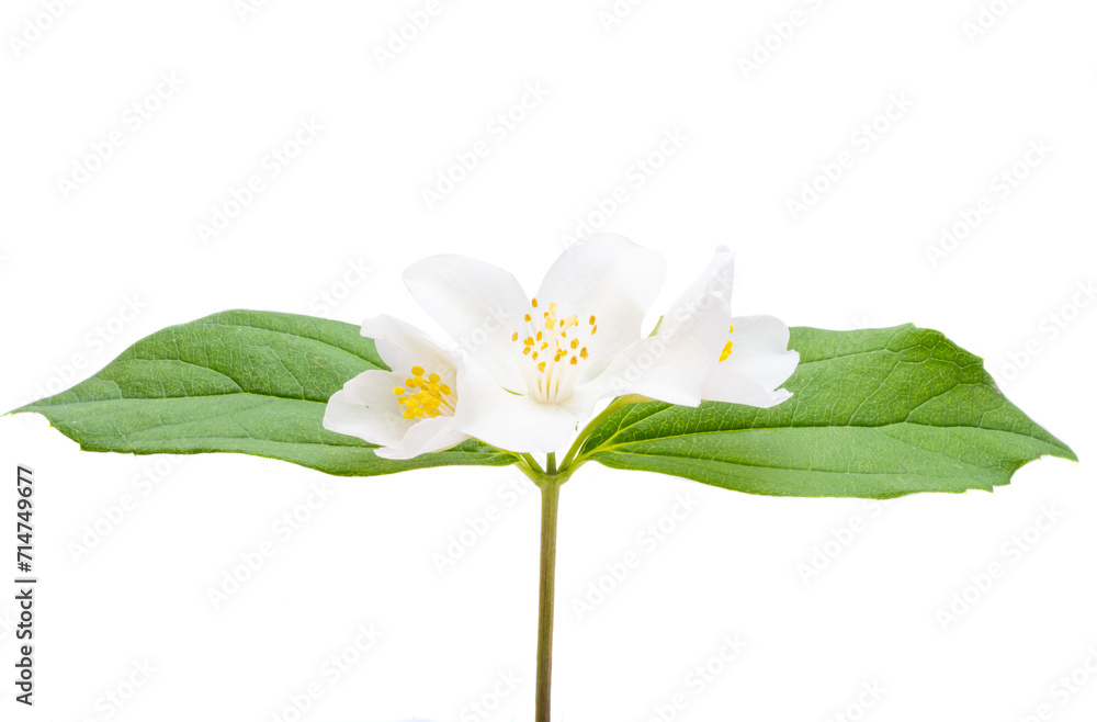 Obraz premium jasmine flower isolated