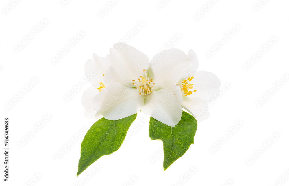 jasmine flower isolated jasmine flower isolated