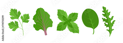 Green salad leaves set. Arugula, spinach, parsley, mint and beet leaf. Vector cartoon flat illustration. Fresh vegetables icons.