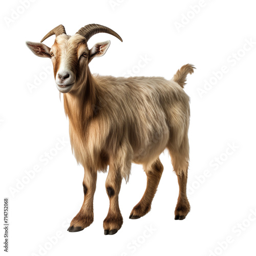 Goat clip art