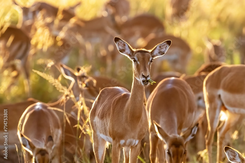 Impala herd, Aepyceros melampus, grazing in golden early morning sunlight, Masai Mara, Kenya. This is a female group. photo
