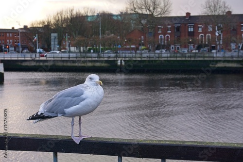 Seagull perched on the pier against river Liffey in Dublin, Ireland photo