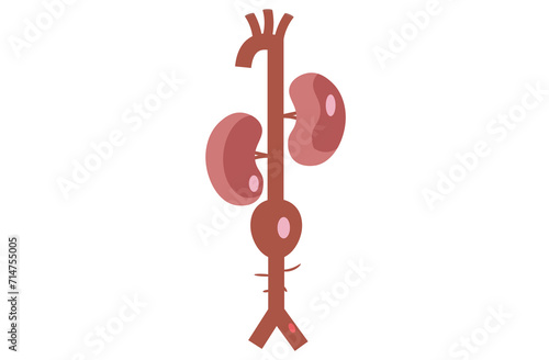 abdominal aortic aneurysm,heart aorta attack, aortic arch bulge open,vein clots stent stroke Marfan root left graft, hernia vessel pain High blood kidney damage Turner,red,pink,purple