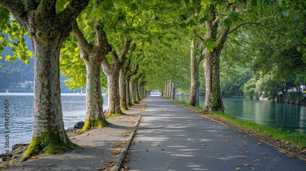 a nature inspired walking pathway road surrounded by trees near water