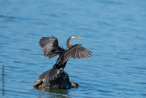 Obraz na płótnie Snakeneck. The anhinga, sometimes called snakebird, darter, American darter, or water turkey, is a water bird that lives in warm regions of the Americas. w salonie