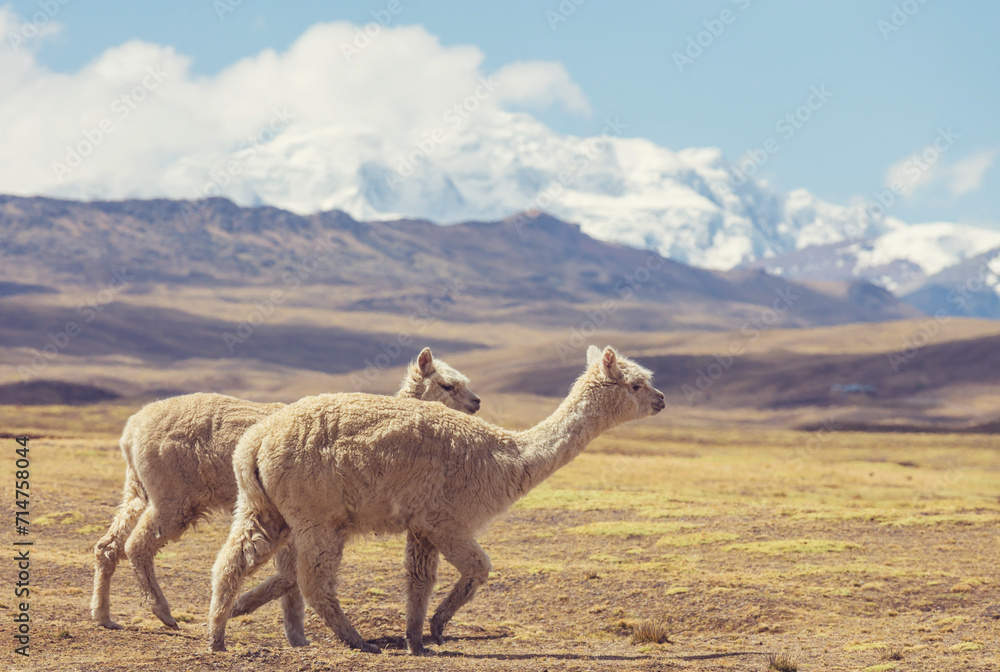 Fototapeta premium Alpaca