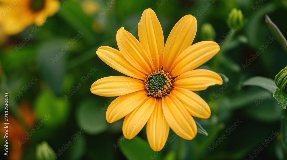 Yellow Flower With Green Center Surrounded by Leaves Yellow Flower With Green Center Surrounded by Leaves