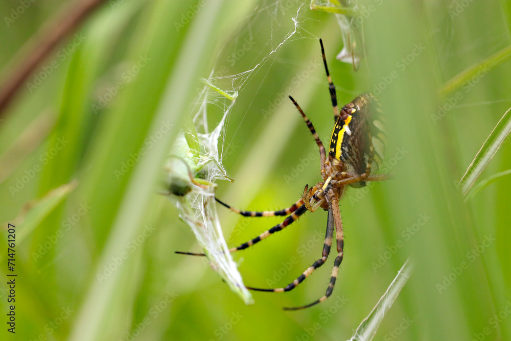 Fototapeta premium 瞬く間にバッタを簀巻きにする雌のナガコガネグモ(マクロレンズ使用・自然光・接写写真)