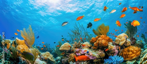 Vibrant marine life in the Caribbean sea. © 2rogan