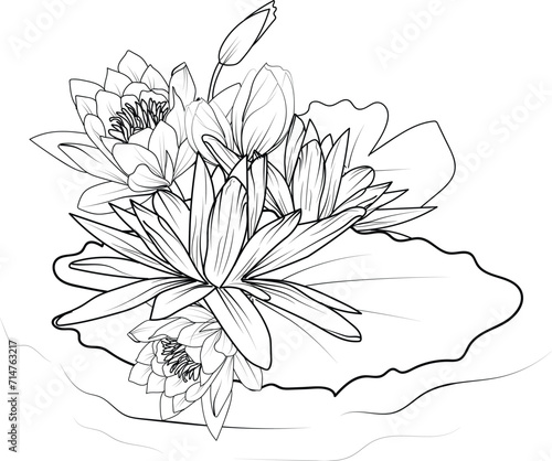 Waterlily line drawings, hand-painted waterlily wall art, Campanule Clochette botanical wall art, simple bluebell drawing, waterlily stock outline drawing, lotus line art, hand-drawn waterlily art