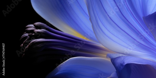 Abstract blue flower petals with a soft gradient and dark background. © ardanz