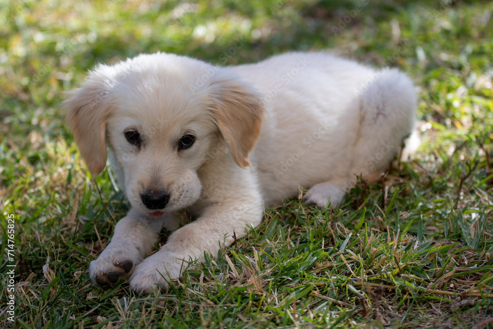 A white puppy, belonging to the golden retriever breed, peacefully rests on top of a vibrant green field. A white puppy, belonging to the golden retriever breed, peacefully rests on top of a vibrant green field.