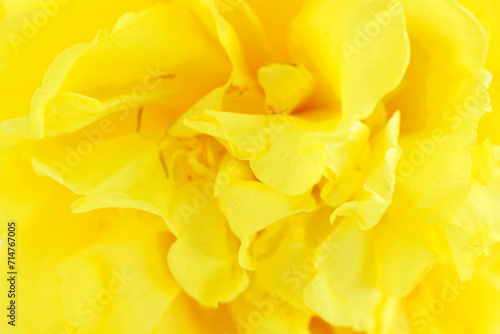 yellow silk cotton flower