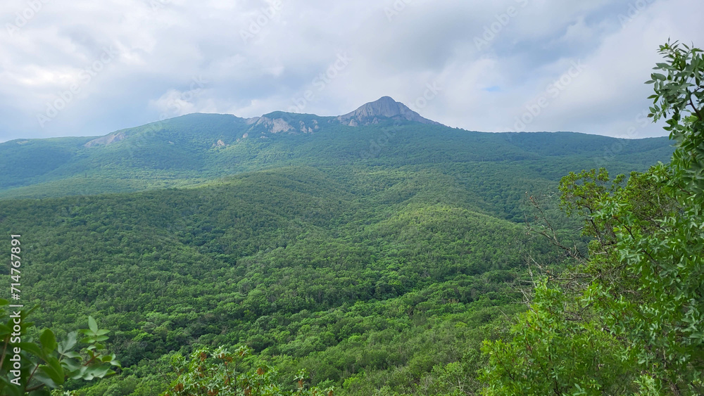 Panoramic forest landscape with mountains on a cloudy day.