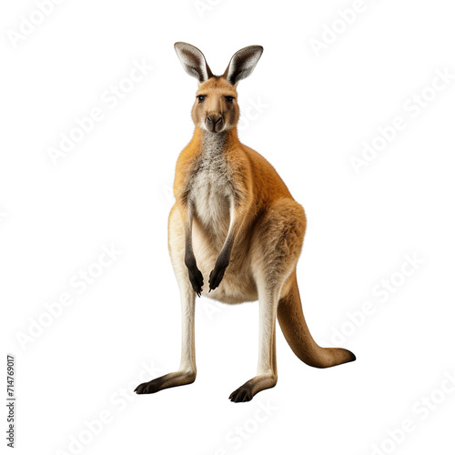 Kangaroo clip art © ILLUSTRATION