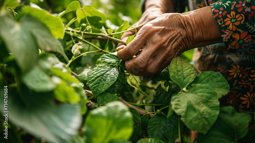A farmer carefully harvests ripe mulberry leaves, a crucial component in the diet of silkworms. The juxtaposition of human hands and natural elements showcases the symbiotic relati