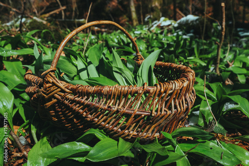 Collection of seasonal wild garlic in the forest.